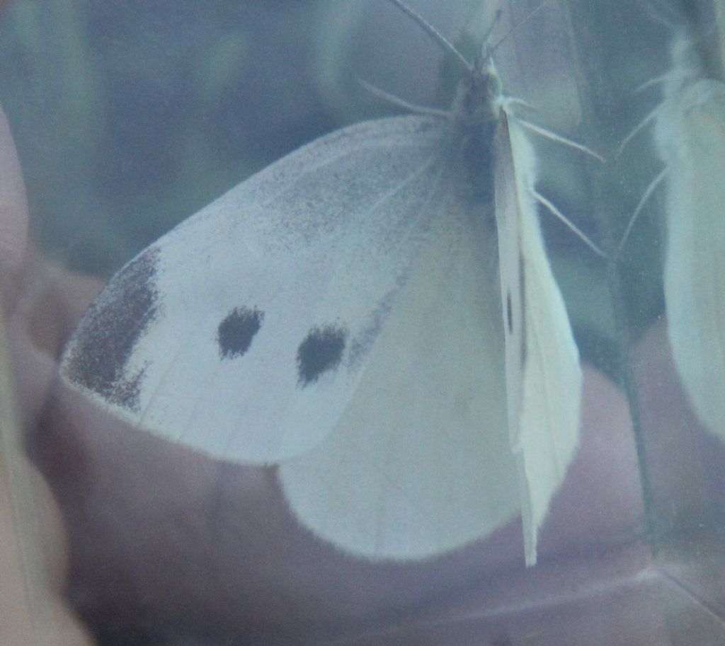 Pieris rapae?  S